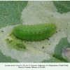 lycaena tityrus larva3